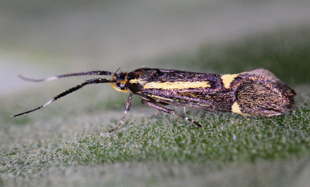 Scythris ? No, Oecophoridae: Esperia sulphurella